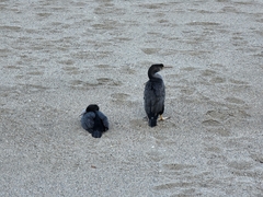 Phalacrocorax punctatus
