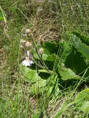 Senecio macrocephalus