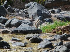 Atlantoxerus getulus