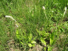 Helichrysum nudifolium