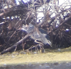 Nycticorax nycticorax