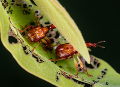 Apoderinae