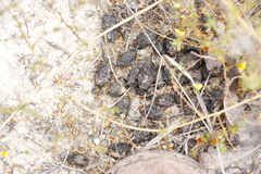 Aspalathus retroflexa retroflexa