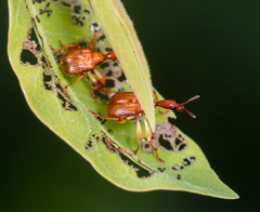 Apoderinae