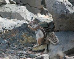 Atlantoxerus getulus