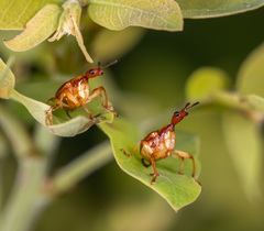 Apoderinae