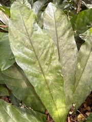 Anthurium crenatum