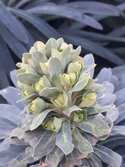 Euphorbia characias