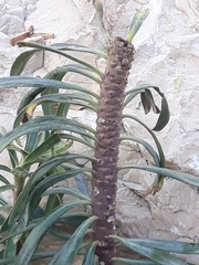 Euphorbia characias