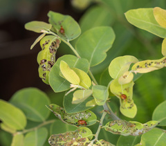 Apoderinae