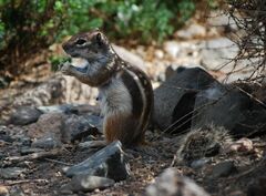 Atlantoxerus getulus