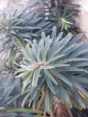 Euphorbia characias