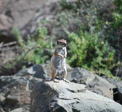 Atlantoxerus getulus