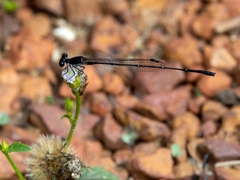 Prodasineura autumnalis