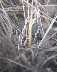 Lymnocryptes minimus