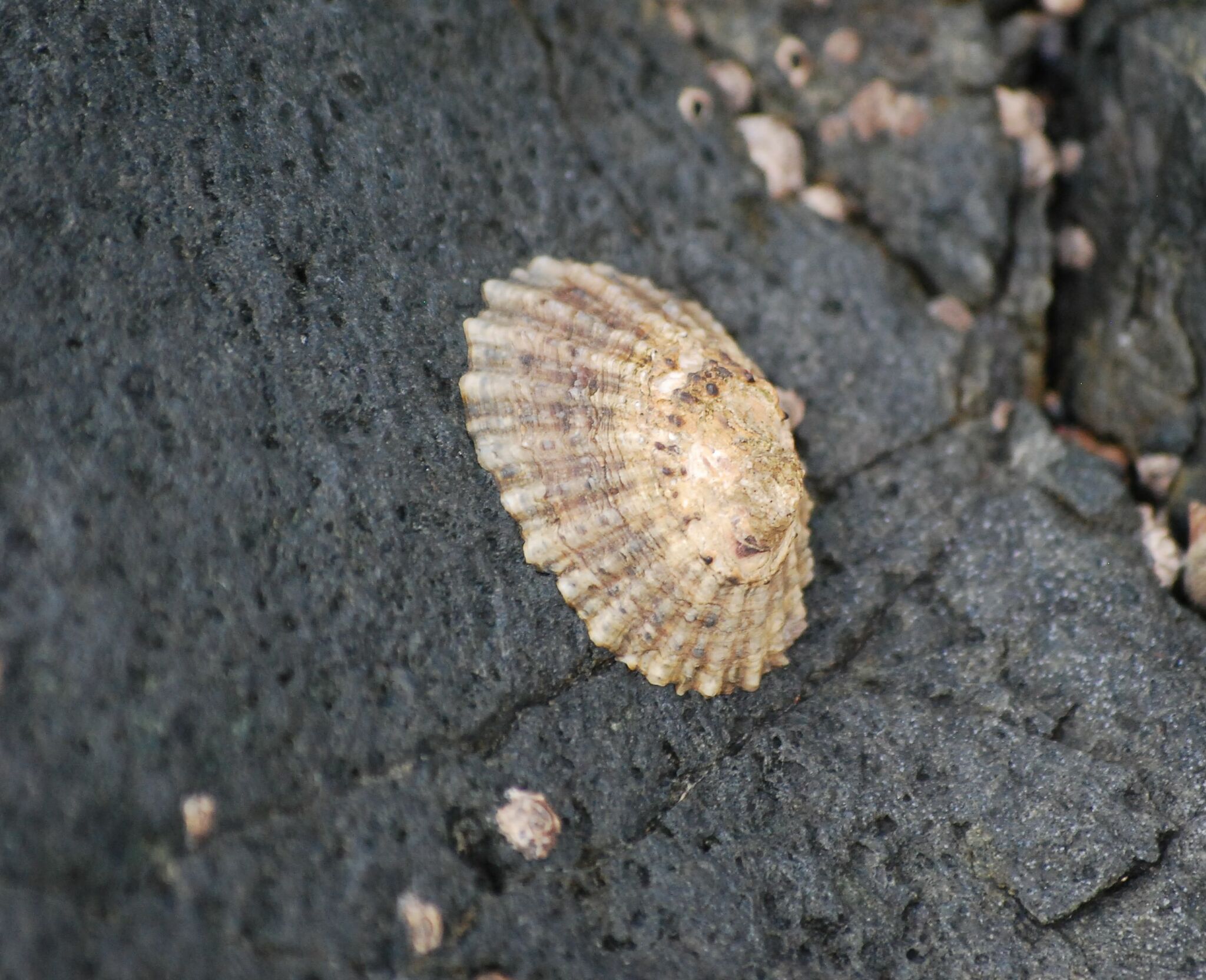 Patella ordinaria