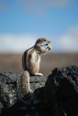 Atlantoxerus getulus