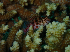 Cirrhitichthys oxycephalus