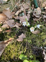 Leucojum vernum