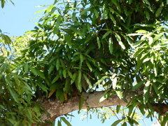 Mangifera