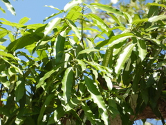 Mangifera