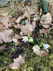 Leucojum vernum