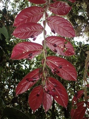 Columnea ciliata