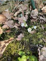 Leucojum vernum
