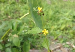 Triumfetta rhomboidea