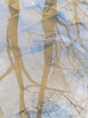 Ambystoma jeffersonianum