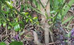Pereskia grandifolia