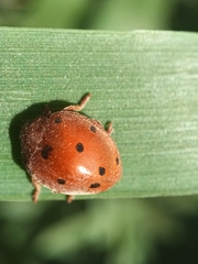 Henosepilachna argus