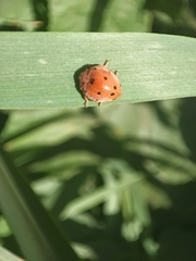 Henosepilachna argus