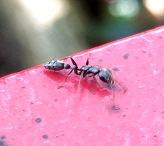 Pseudomyrmex gracilis