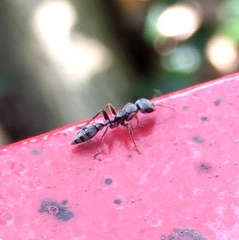 Pseudomyrmex gracilis