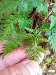 Asplenium onopteris
