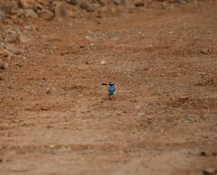 Cyanistes teneriffae degener