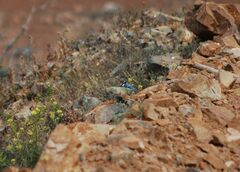 Cyanistes teneriffae degener
