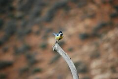 Cyanistes teneriffae degener