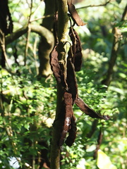 Mucuna macrocarpa