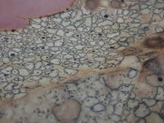 Coccomyces dentatus