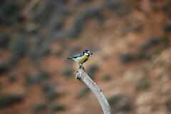 Cyanistes teneriffae degener