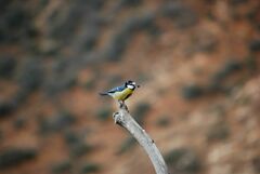 Cyanistes teneriffae degener