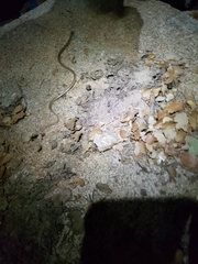 Tantilla hobartsmithi