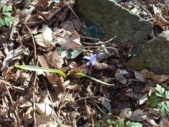 Scilla bifolia