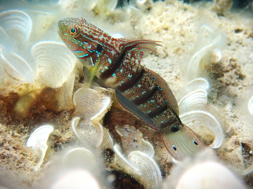 Butterfly goby (Amblygobius albimaculatus) — Gobiidae