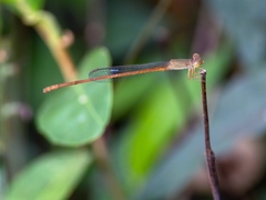 Ceriagrion olivaceum
