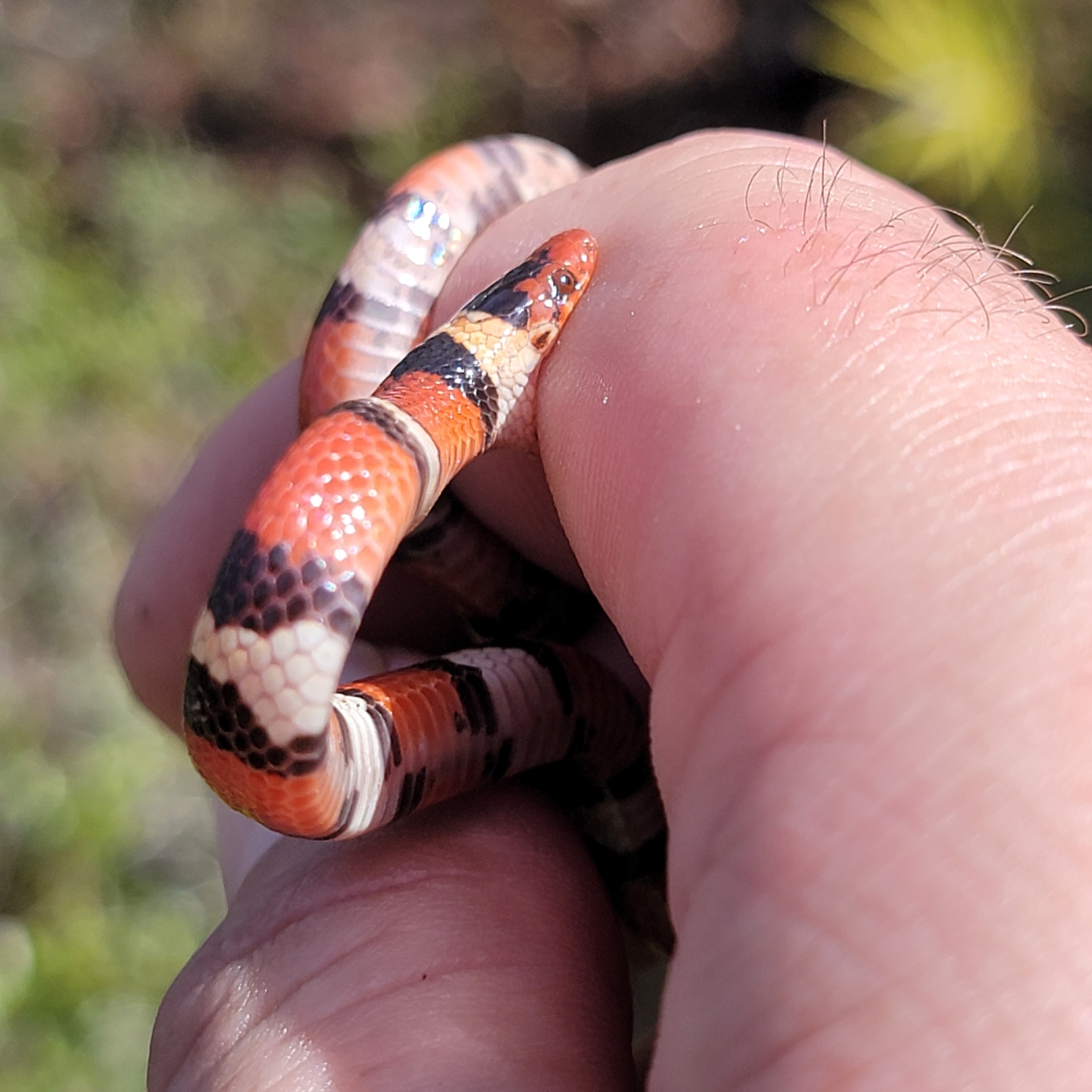 Lampropeltis elapsoides (Holbrook, 1838)