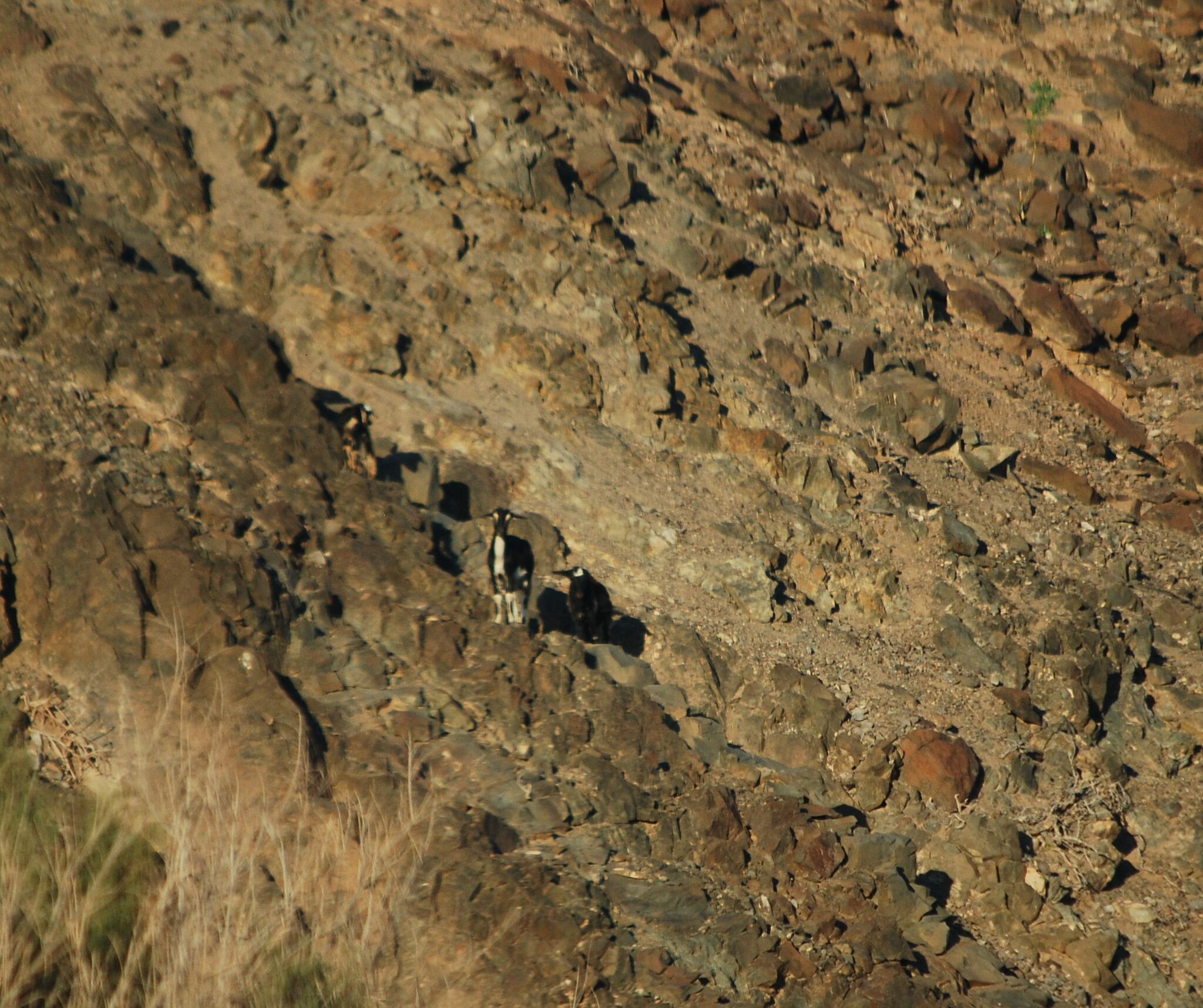 Chivo