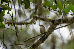 Zimmerius albigularis